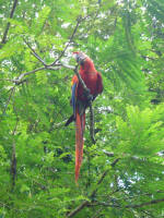 Scarlet macaws - endangered species